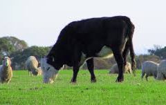 cow & sheep