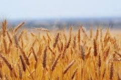 wheat